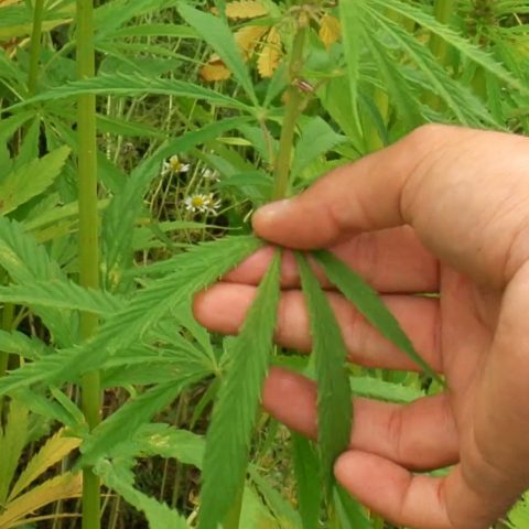 Les isolants en blocs d'origine végétale