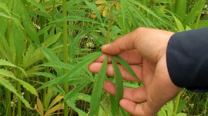 Les isolants en blocs d'origine végétale